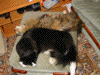 Both cats