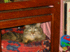 Dolly